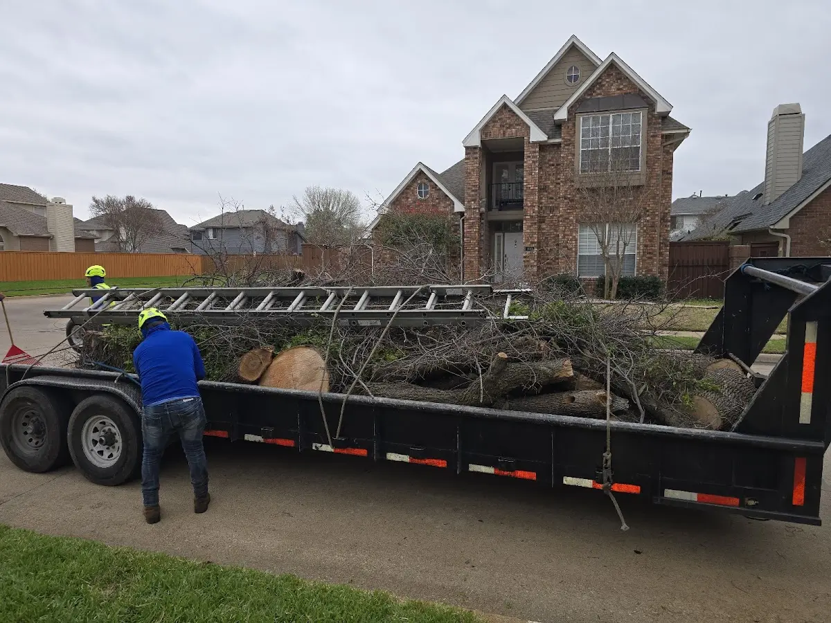 Expert Tree Fertilization with proper safety equipment in Clarence